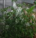 These are tomato plants, with bags placed over some floral clusters to prevent bees from visiting and other floral clusters left open to the air.