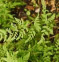 Found on a forest floor in the French Pyrenees, this shin-high fern is the offspring of two distantly related groups of plants that split into separate lineages some 60 million years ago.