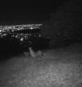 A mother puma and two growing cubs take in the nighttime view on a hillside above San Jose. The image was captured by a motion-detecting camera.