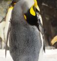This is a king penguin.