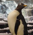 This is a gentoo penguin.