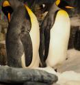 These are king penguins.