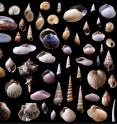 These shellfish species from the northern Adriatic Sea were also found in sediments, providing a record of mollusks that thrived in the region 125,000 years ago.