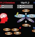 Autism mutations may influence brain size through RhoA pathway during fetal brain development.