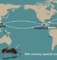 Soil was loaded onto Spanish galleons traveling from Acapulco, Mexico, to Manila, Philippines, in the 16th century. The soil, needed for ballast on empty vessels, likely also included tropical fire ants, researchers report.