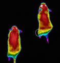 Scientists at the University of Iowa and the Iowa City VA Medical Center have developed a targeted approach that overrides muscles' intrinsic energy efficiency and allows muscle to burn more energy, even during low to moderate exercise. The image shows colorized infrared images of mice after performing low-intensity exercise on a treadmill. The mouse on the right of the image was treated with a targeted vivo-morpholino injection that suppresses the KATP channel. The mouse on the left is a control.