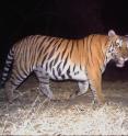 Flaws in a method commonly used in censuses of tigers and other rare wildlife put the accuracy of such surveys in doubt, a study led by Oxford University researchers suggests.