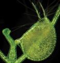 This is a light micrograph of the bladder of the carnivorous bladderwort plant, <i>Utricularia gibba</i>. A new study finds that this marvelous plant houses more genes than several well-known species, such as grape, coffee or papaya -- despite having a much smaller genome.