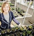 University of Illinois plant biology professor Katy Heath and her colleagues found that long-term nitrogen fertilizer use disrupts the mutually beneficial relationship between legumes and soil microbes.
