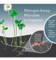 Soil microbes known as rhizobia supply much-needed nitrogen to legumes such as clover (<i>Trifolium</i> species). In return, legumes shelter the rhizobia in nodules on their roots and provide them with carbon.