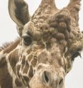 Giraffes and 21 other mammals, including humans, all eyelashes that are one third the width of their eye.
