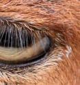 These are the eye lashes of a goat.
