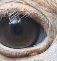 This image shows the eye and eyelashes of an ostrich.