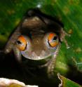 <i>Boophis quasiboehmei</i> is from the Ranomafana National Park in Southeast Madagascar.