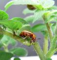 Colorado potato beetle (<i>Leptinotarsa decemlineata</i>): On average 40 to 50 cm2 of leaf material are eaten by each of the beetles' larvae. Infestation with Colorado potato beetles can result in crop losses up to 50 percent, if there is no pest control.