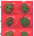 Feeding experiment with different potato leaves: Detached leaves of unmodified plants were compared to plants with an altered chloroplast genome. First instar larvae were fed on these leaves for three days in intervals of 24 hours. The leaves were replaced after each interval.