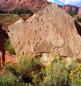 Tracy J. Thomson stands next to a block with numerous swim tracks in Capitol Reef National Park, Utah.