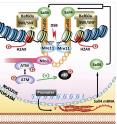 This is an illustrated model for the role of Sall4 in activating ATM to repair DNA damage in embryonic stem cells.