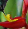 The curved bill of the green hermit effectively extracts nectar from a <i>Heliconia tortuosa</i> flower.