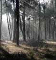 This is a maritime pine forest in the Castilian Plateau, central Spain. Maritime pine forests support a great diversity of associated fauna and flora, in particular in the Mediterranean region where they grow within an intensively humanized agricultural landscape.
