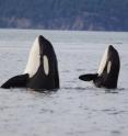 Two killer whales are spyhopping.