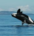 This is a resident killer whale breaching.