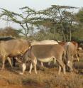 These are cattle and donkeys at a camp in Kenya. A new University of Utah-led study found that early herders and livestock traveling from eastern Africa to southern Africa some 2,000 years ago could have passed through the Lake Victoria Basin in southwest Kenya because the area was grassy, not a bushy, tsetse fly-infested environment as previously believed.