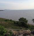 This is a view of the Kenya side of Lake Victoria in Africa. A new University of Utah-led study shows the area was grassy and thus amenable to livestock some 2,000 years ago, contrary to earlier theories that the area was bushy, moist and infested with disease-carrying tsetse flies that would have prevented early herders and their livestock from traversing the area.