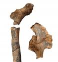 These are 1.9 million-year-old pelvis and femur bone fossils of early humans in Kenya reveal that there were more distinctive species of early humans than previously thought.