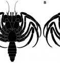 This is a reconstruction of fossil crab larva (a) ventral aspects, (b) dorsal aspects.