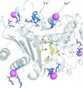 This image shows an Sr2+-bound and Cs+-bound structure of NQ-HaBLA.