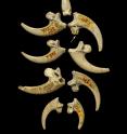 An image of white-tailed eagle talons from the Krapina Neandertal site in present-day Croatia, dating to approximately 130,000 years ago, may be part of a jewelry assemblage.
