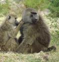 Baboons take turns grooming each other to make friends and cement social bonds. A new study finds that baboon friendships influence the microscopic bacteria in their guts.