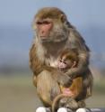 Human breast milk contains extra nutritional elements compared to that of rhesus macaque monkeys, UC Davis and Harvard researchers find. This may be because human infants have further to go in development after birth than our close relatives.
