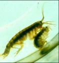 This image shows a <i>Gammarus duebeni</i> pair.