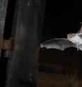 This is a photo of bat <i>Myotis daubentonii</i> by Jens Rydell.