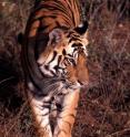 The tiger <i>Panthera tigris</i> consists of nine subspecies, including four that have gone extinct from their natural range. The Sumatran tiger is the closest relative to the extinct Javan and Bali tigers.