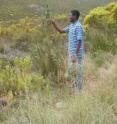 Abubakar Bello with <i>Psoralea diturnerae</i> at Camferskloof is shown.