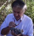 This is Dr Andrew Glikson with a sample of suevite -- a rock with partially melted material formed during an impact.