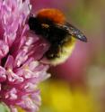 Bumblebees are important pollinators.