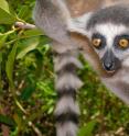 This is a ring-tailed lemur (<i>Lemur catta</i>) indigenous only to Madagascar. UC's Brooke Crowley is researching lemurs' geographic mobility.