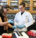 UC grad student Amelia Tomi and professor Brooke Crowley perform bone sample isotope analysis.