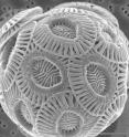 Microscopic coccolithophores like this species, <i>Emiliania huxleyi</i>, among the ocean's most common phytoplankton, appear to be declining in the Southern Ocean, a possible result of a changing climate.
