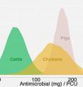 Princeton University-led research found that antibiotic consumption in livestock worldwide could rise by 67 percent between 2010 and 2030, and possibly endanger the effectiveness of antimicrobials in humans. Pigs outpace chickens and cattle in estimates of antimicrobial consumption in countries in the Organization for Economic Co-operation and Development, which is a consortium of 34 nations that includes the United States and most of the European Union countries. The graph measures antibiotic consumption in milligrams (bottom bar) in cattle, chickens and pork per population correction unit, or PCU, which corresponds to 1 kilogram of the respective animal. The average amount of antibiotics increases from left to right. The researchers found that pigs could consume an average 172 mg of antibiotics per kilogram of animal compared to 148 mg for chickens and 45 mg for cattle.