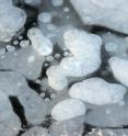 Methane gas bubbles are seen here trapped in the ice of a frozen thermokarst lake, which has an active methane seep. This gas is released into the Arctic atmosphere from both the frozen layer and the underlying waters during the spring thaw.