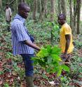 Study co-author Gonedele Sere, on left, holds a cocoa plant found at an illegal farm in the Dassioko Forest Reserve in Ivory Coast.
