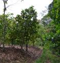 On left is an illegal cocoa farm found in the Dassioko Forest Reserve.