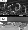 These scanning electron microscope images of <i>Lychnis sieboldii</i> leaf hairs show a.) intact hairs, b.) a hair sliced vertically, and c.) a higher magnification of the vertically sliced hair that displays the sponge-like microfibular texture found within the hair that play a key role in the water control process.