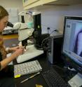 At the UC Davis Bodega Marine Laboratory, Sarah Moffitt examines fossils within a marine sediment core.