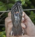 Blackpoll warbler fitted with a miniaturized light-sensing geolocator on its back that enabled researchers to track their exact migration routes from eastern Canada and New England south toward wintering grounds.
